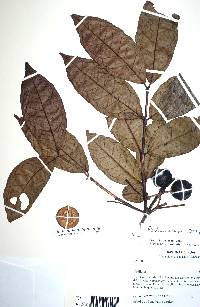 Psidium acidum image