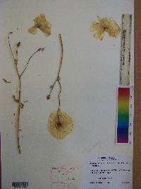 Argemone squarrosa subsp. glabrata image