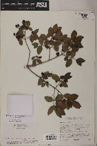 Psidium schenckianum image