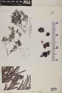 Image of Psidium pulcherrimum