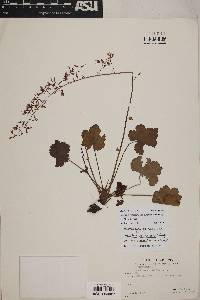 Heuchera rubescens image