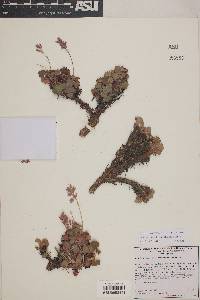 Heuchera hirsutissima image