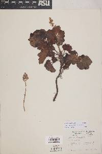 Heuchera pilosissima image