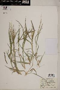 Panicum hirticaule var. hirticaule image