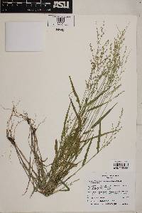 Panicum hirticaule var. hirticaule image