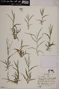 Panicum hirticaule image