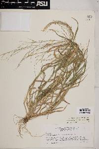 Panicum hirticaule var. hirticaule image