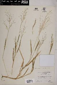 Panicum hirticaule var. stramineum image