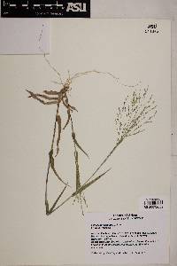 Panicum hirticaule image