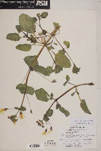 Erythranthe cordata image