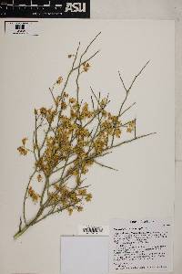 Parkinsonia microphylla image