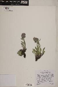 Phacelia hastata image