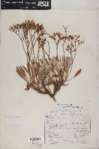 Eriogonum thompsoniae image