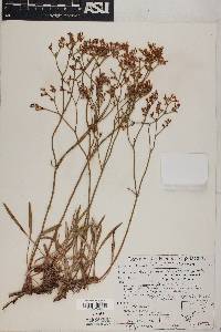 Eriogonum thompsoniae image