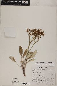 Eriogonum thompsoniae var. thompsoniae image