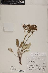 Eriogonum thompsoniae image