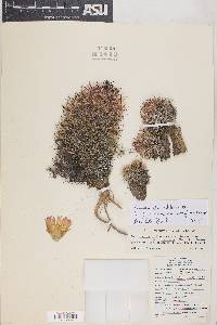 Coryphantha vivipara var. deserti image