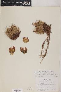 Coryphantha vivipara image