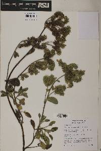 Phacelia argentea image