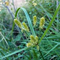 Image of Cyperus hermaphroditus