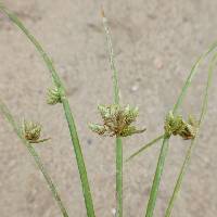 Cyperus laevigatus image