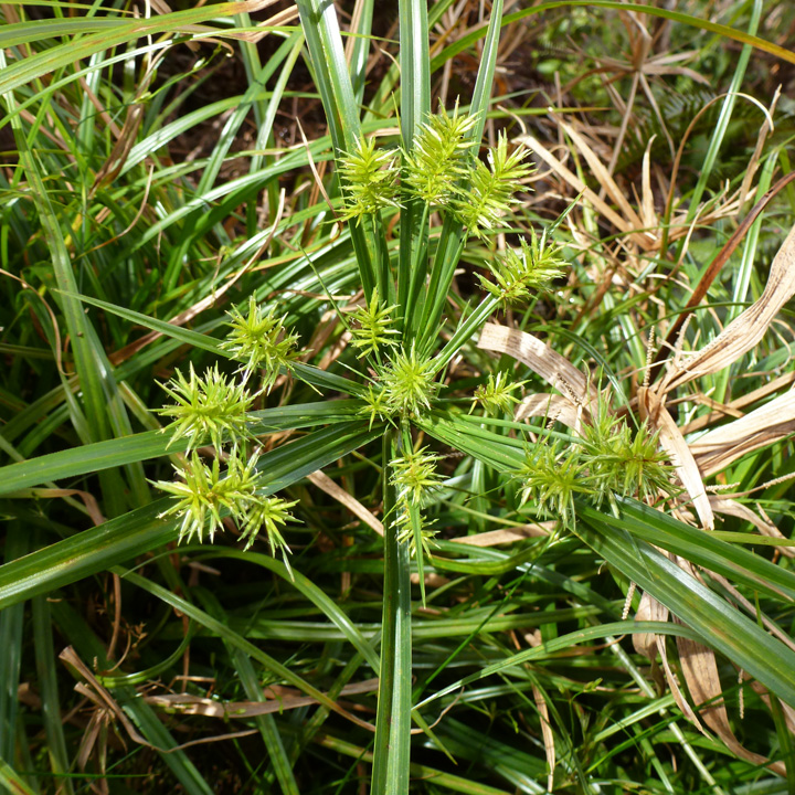 Cyperus meyenianus image