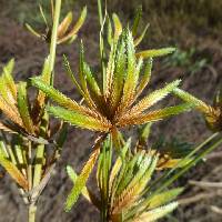 Cyperus oxylepis image