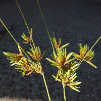 Image of Cyperus oxylepis