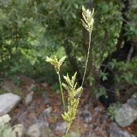 Image of Cyperus rusbyi