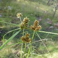 Cyperus manimae image