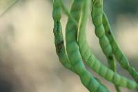 Prosopis velutina image