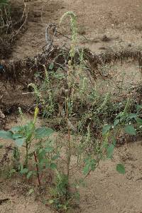 Amaranthus fimbriatus image