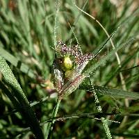 Bouteloua dactyloides image