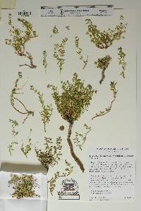 Euphorbia chaetocalyx var. triligulata image