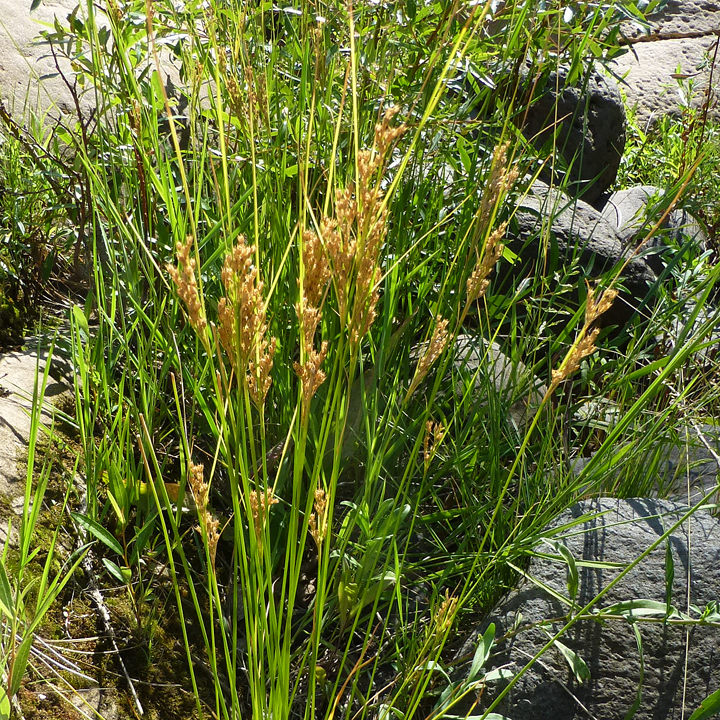 Juncus interior image