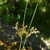 Juncus laccatus image