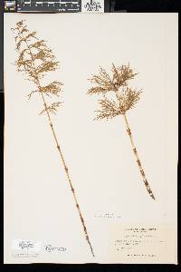 Equisetum sylvaticum image