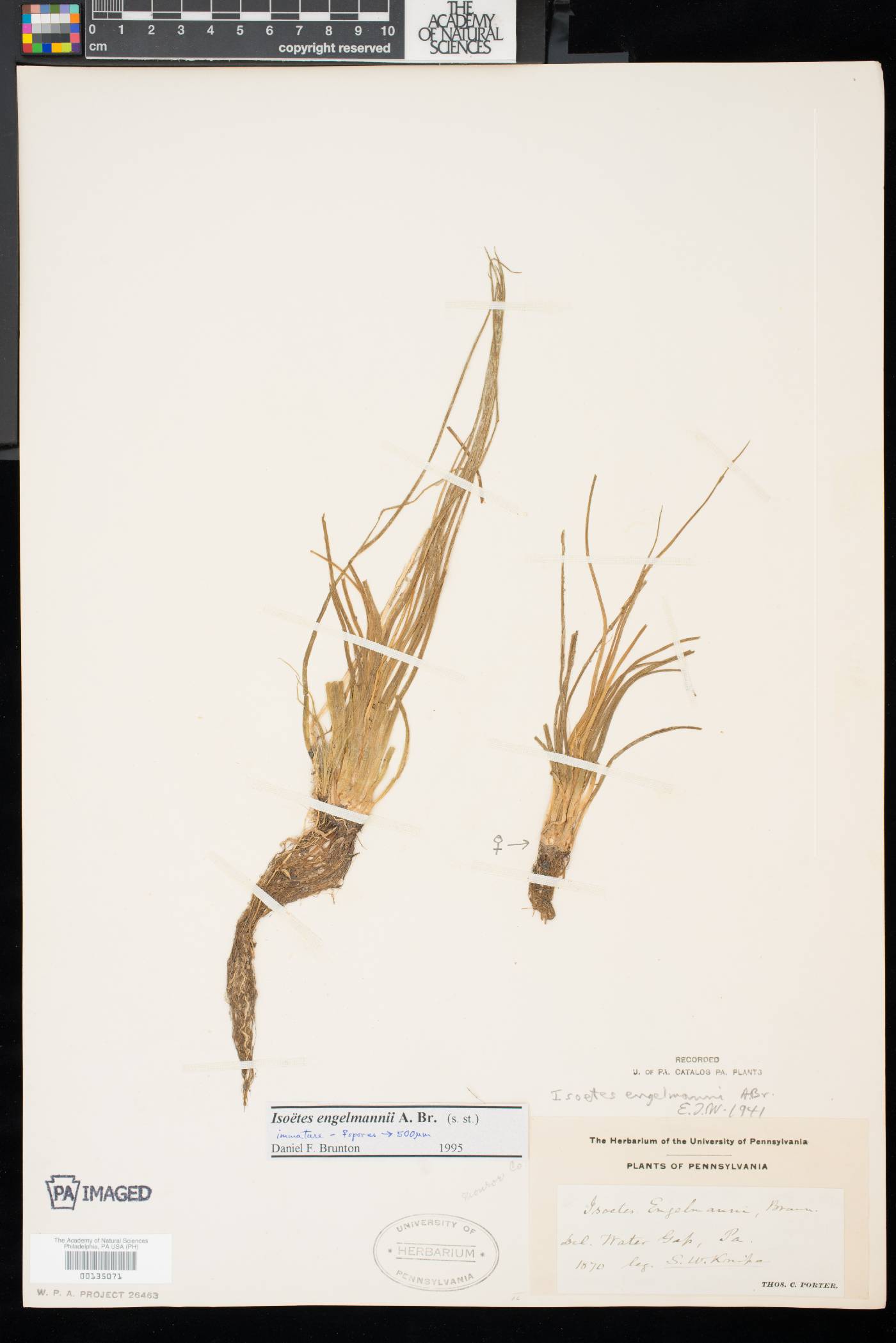 Isoëtes engelmannii image