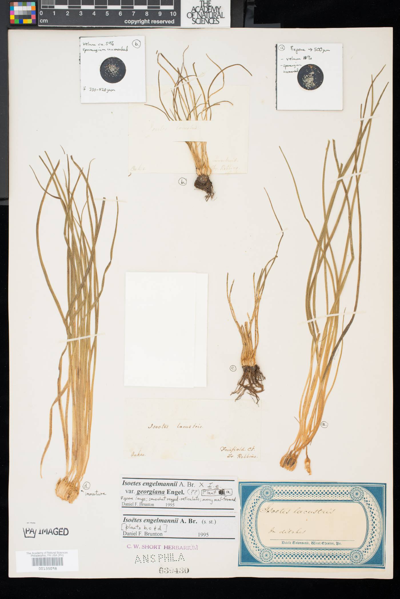 Isoëtes engelmannii image