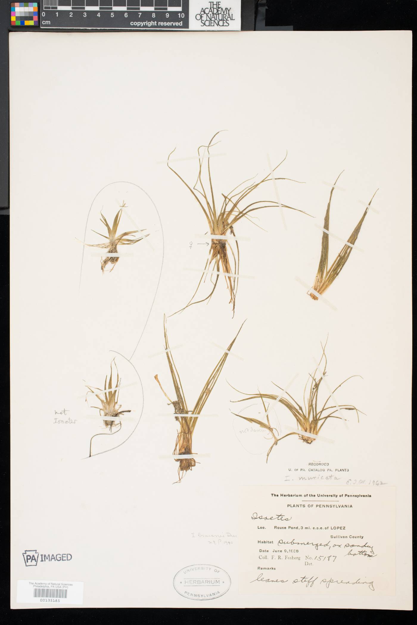 Isoëtes muricata image
