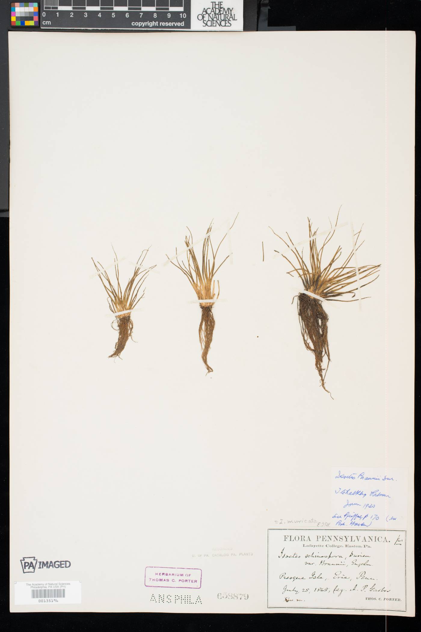 Isoëtes muricata image