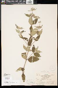 Pycnanthemum incanum image