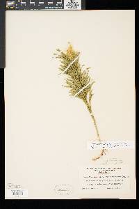 Dendrolycopodium dendroideum image