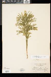 Dendrolycopodium dendroideum image