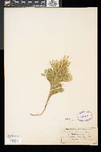 Dendrolycopodium obscurum image