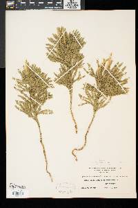 Dendrolycopodium obscurum image