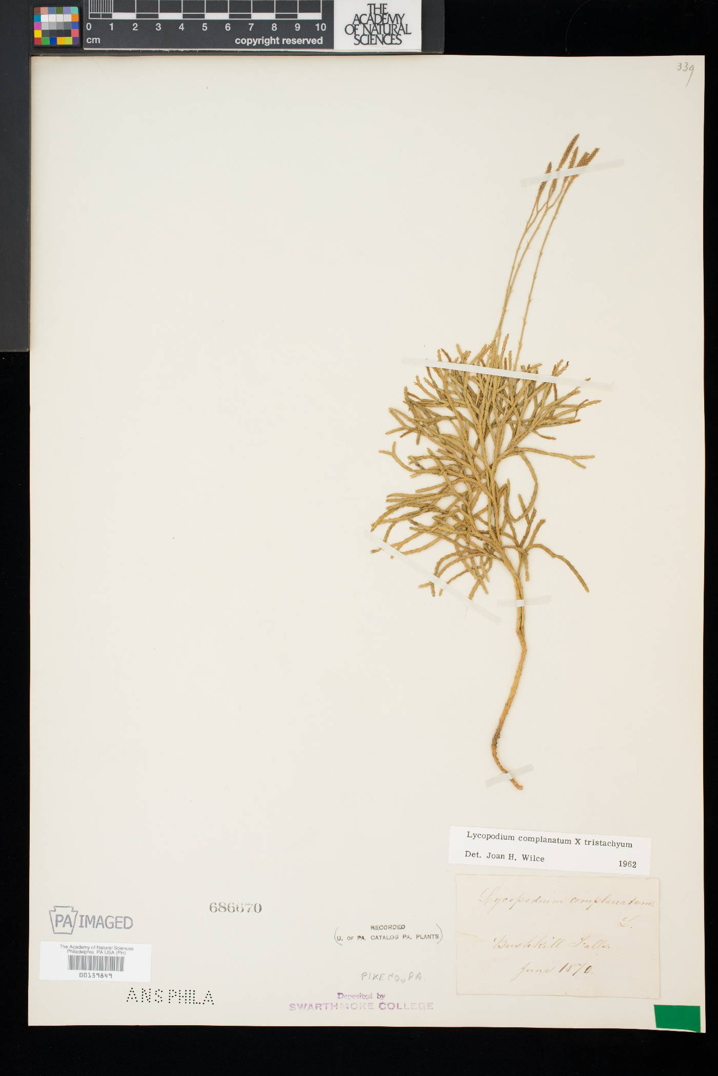 Diphasiastrum tristachyum image