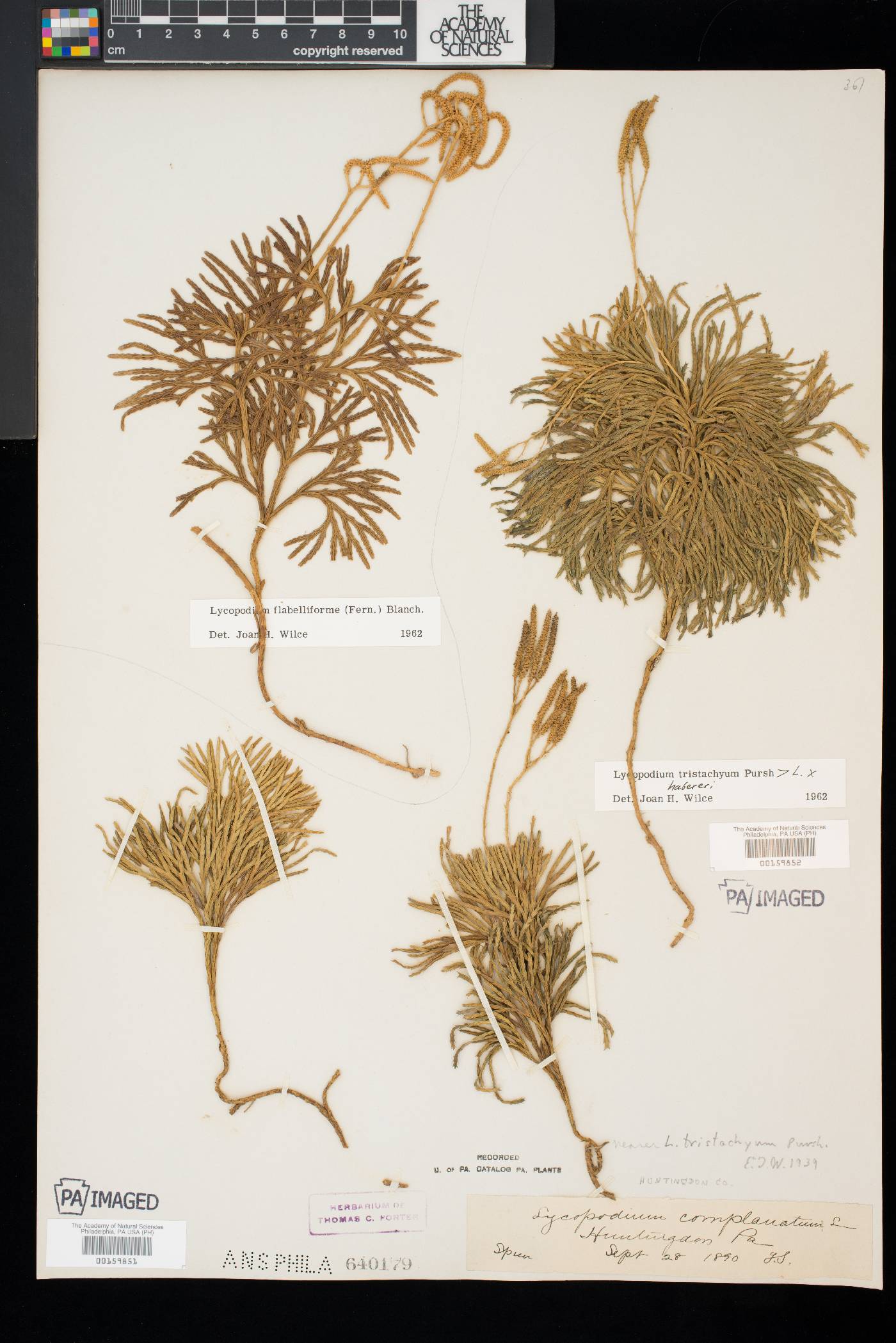 Diphasiastrum tristachyum image