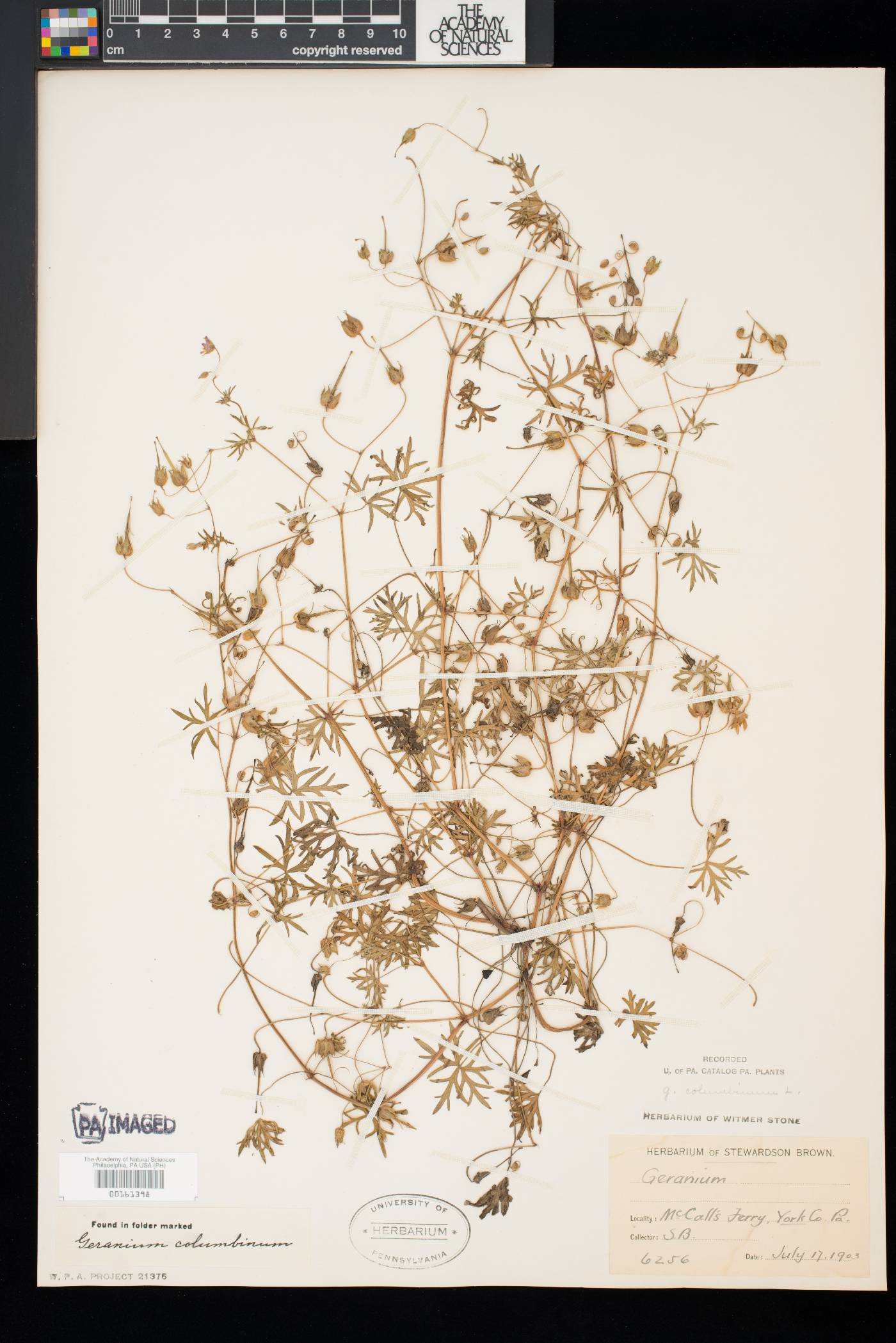 Geranium columbinum image