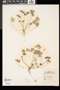 Geranium columbinum image